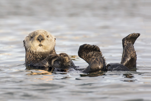White faced California Sea Otter floating on his back. warming his flippers, which are up in the air.