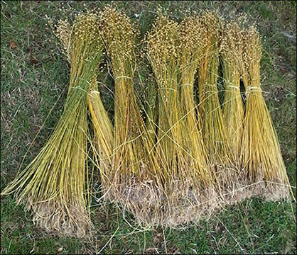 Flax in bundles Flax in bundles