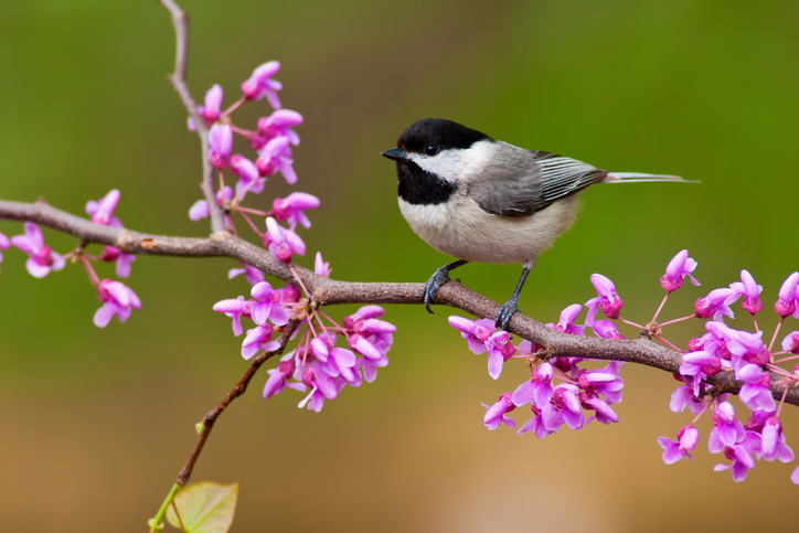 Black-Capped Chickadee
