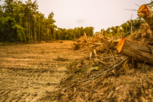 Forests that were invaded by human beings are the cause of global warming.