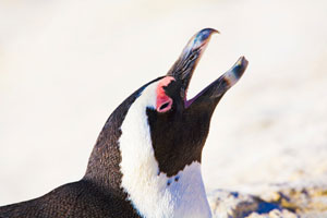 penguin squawking