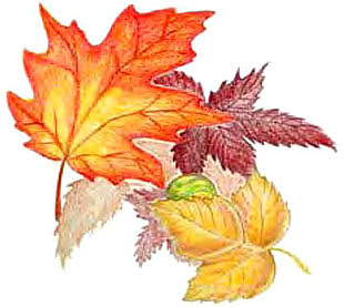 Fall leaves