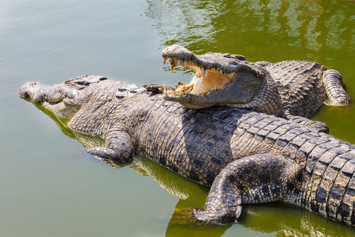 Two crocodiles