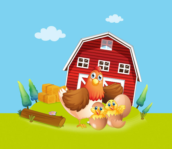 Chicken and chicks on the farm