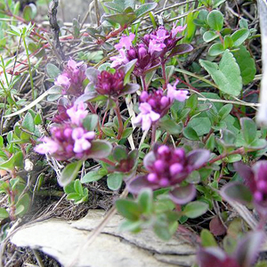 Thyme