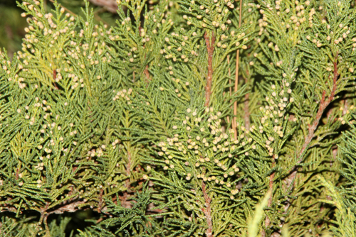 California incense-cedar, Calocedrus decurrens, large conifer tree native of North America with flattened sprays with scale-like leaves, bright green on both sides and up to 35 mm long seed cones.