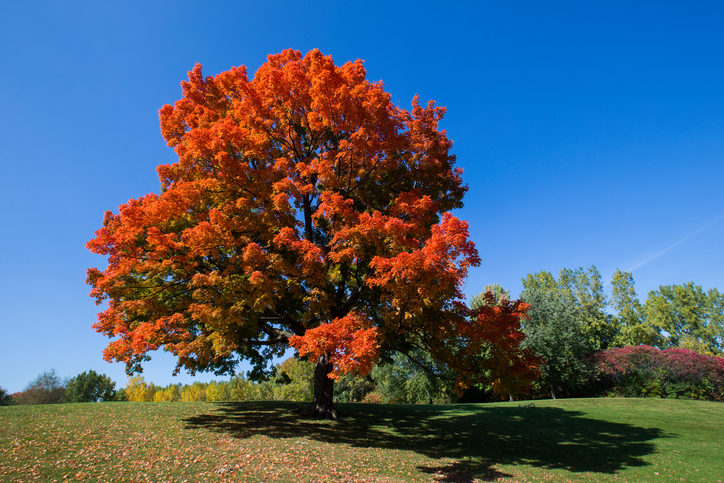 Sugar Maple