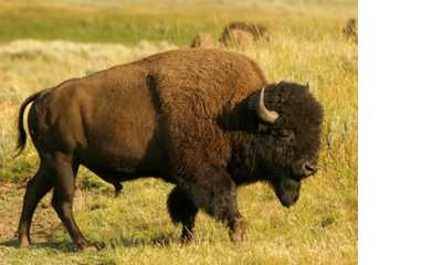 American bison