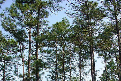longleaf pine