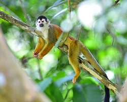 Squirrel Monkey
