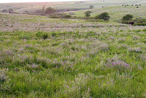 A tallgrass prairie.