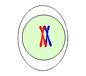 Prophase I