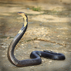 Cobra in a striking pose