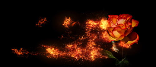 A burning rose with black background