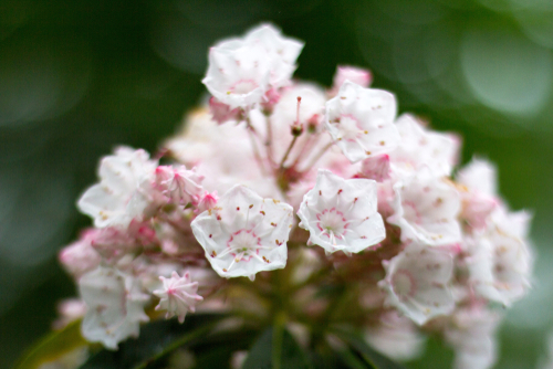 Mountain Laurel, Pennsylvania State Flower