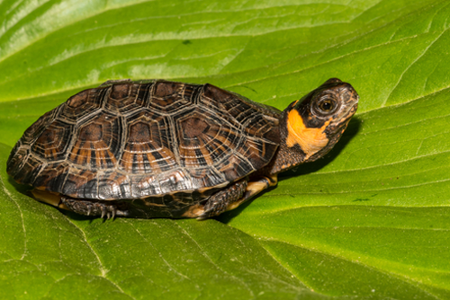 Bog Turtle Isolated on a green leaf.