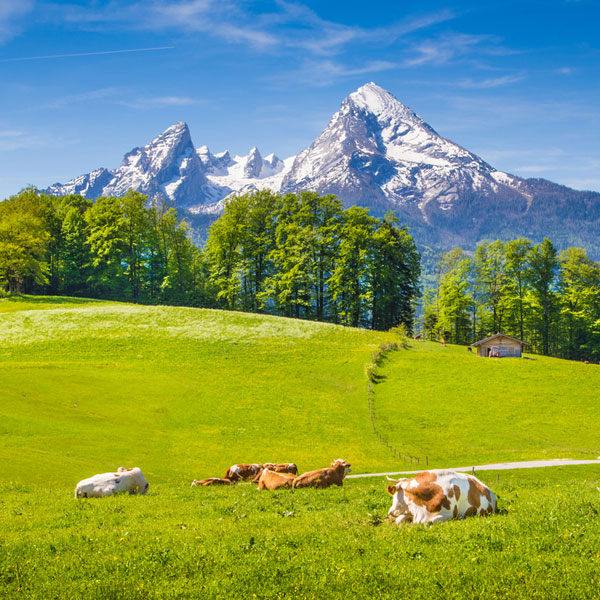 Cows out to pasture with the Alps in the background. Swiss cheese and Swiss chocolate are favorites all around the world.