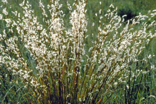 Andropogon scoparius