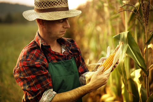 farmer inspecting corn cob at his field