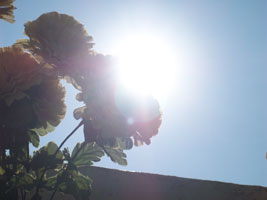 flowers in the sun