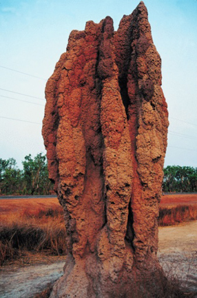 Termite mound in Australia.