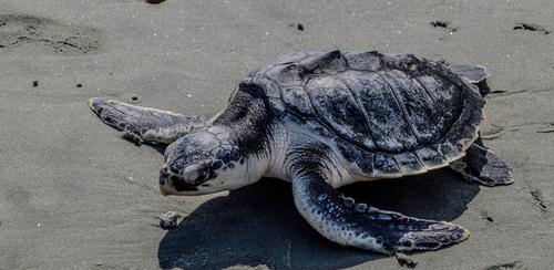 A Kemp's ridley sea turtle being released back into the wild after treatment at the Aquarium for injuries received when a fisherman accidentally hooked him.