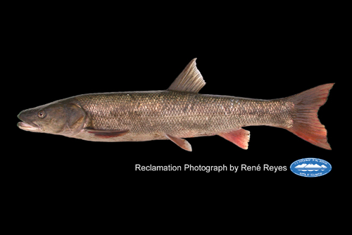 Sacramento Pikeminnow