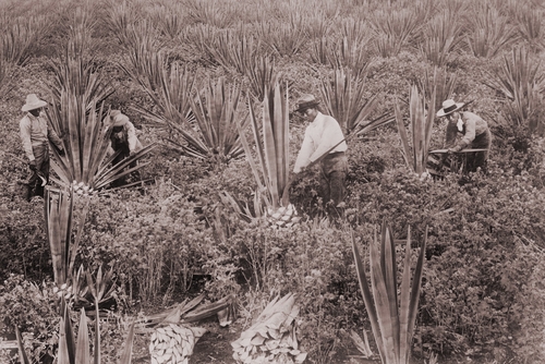 Japanese Americans on a sisal plantation in Hawaii around 1915