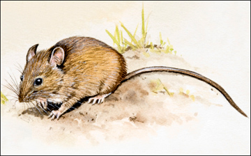 Field mouse illustration