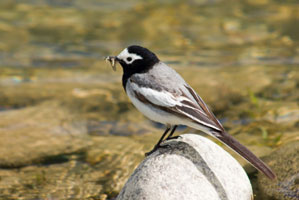bird with mosquito in beak