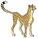cheetah