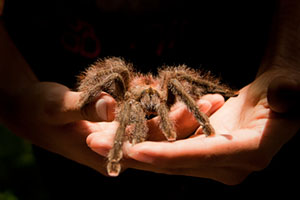 spider in hand