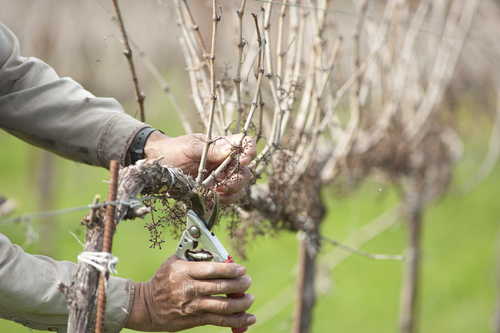 Detail of worker pruning California wine grapes.