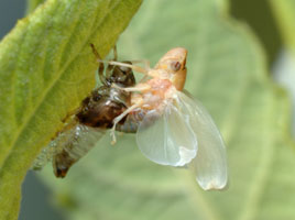 cicada nymph sitting on top of its discarded skin