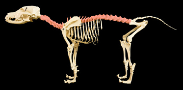  Dog Skeleton