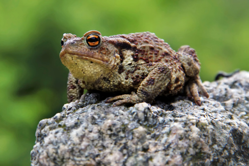 Toad