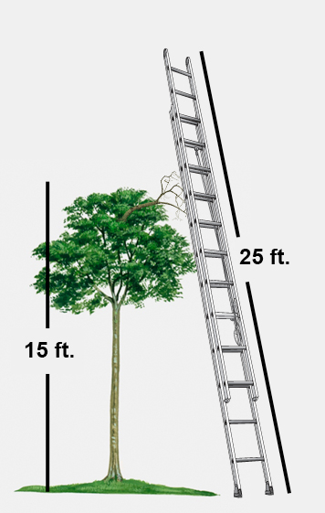 25 foot ladder standing next to 15 foot tree.