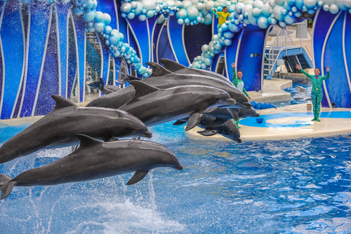 Orlando, Florida, United States - April 22, 2012: group of dolphins jumping together in Azul Show at Seaworld. Seaworld is an animal theme park, oceanarium and to a marine mammal park.