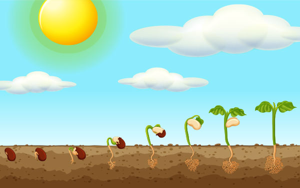 development cycle for seeds growing into plants