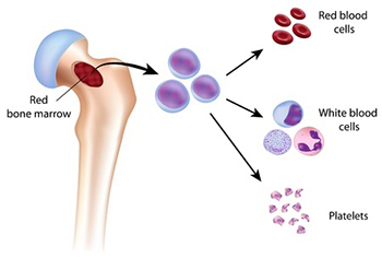 Marrow to blood cells diagram