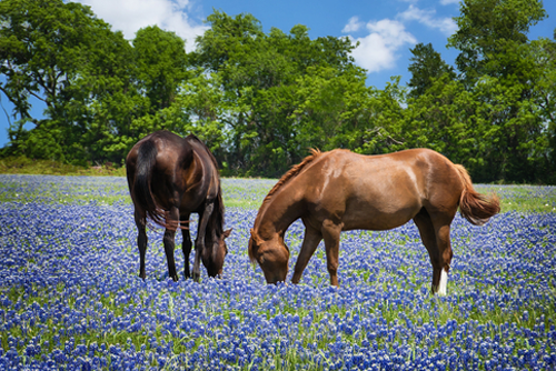 Two horses grazing in the bluebonnet pasture in Texas spring.