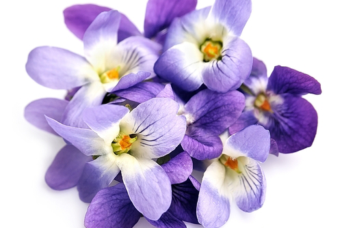 Violets flowers isolated on white backgrounds.