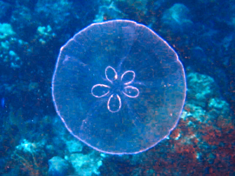 By Jaro Nemčok (http://nemcok.sk/?pic=20304) [CC-BY-SA-3.0 (http://creativecommons.org/licenses/by-sa/3.0)], via Wikimedia Commons]