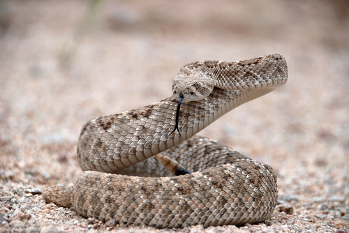 Diamondback Rattlesnake on the Ground in Arizona