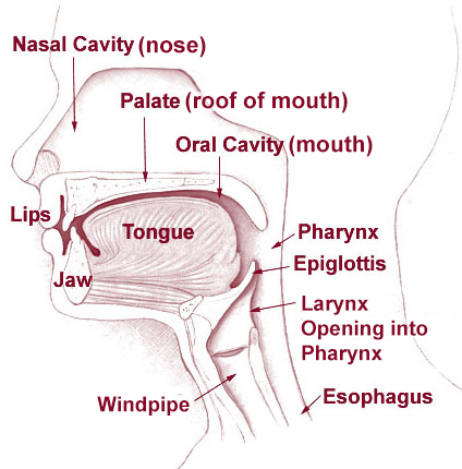 Illu01 head neck by Arcadian - Licensed under Public domain via Wikimedia Commons.