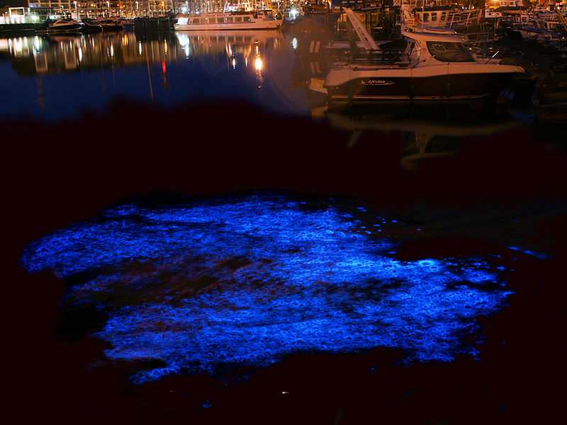 "Noctiluca scintillans" by Hans Hillewaert - Own work. Licensed under Creative Commons Attribution-Share Alike 3.0 via Wikimedia Commons
