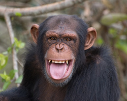 Chimpanzee