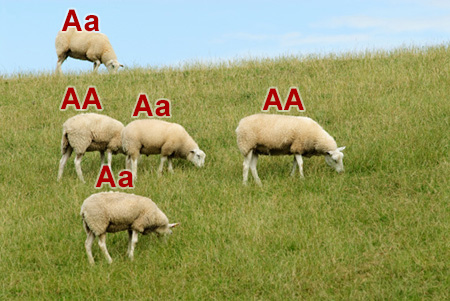 Sheep with Known Alleles