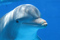 dolphin
