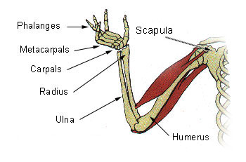 Arm Bone Diagram